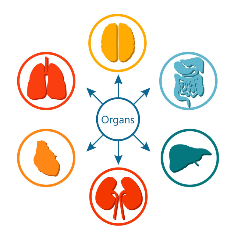 Organs And Their Functions | EdFlik
